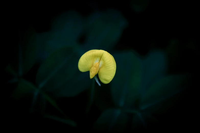 a single yellow flower is blooming near leaves