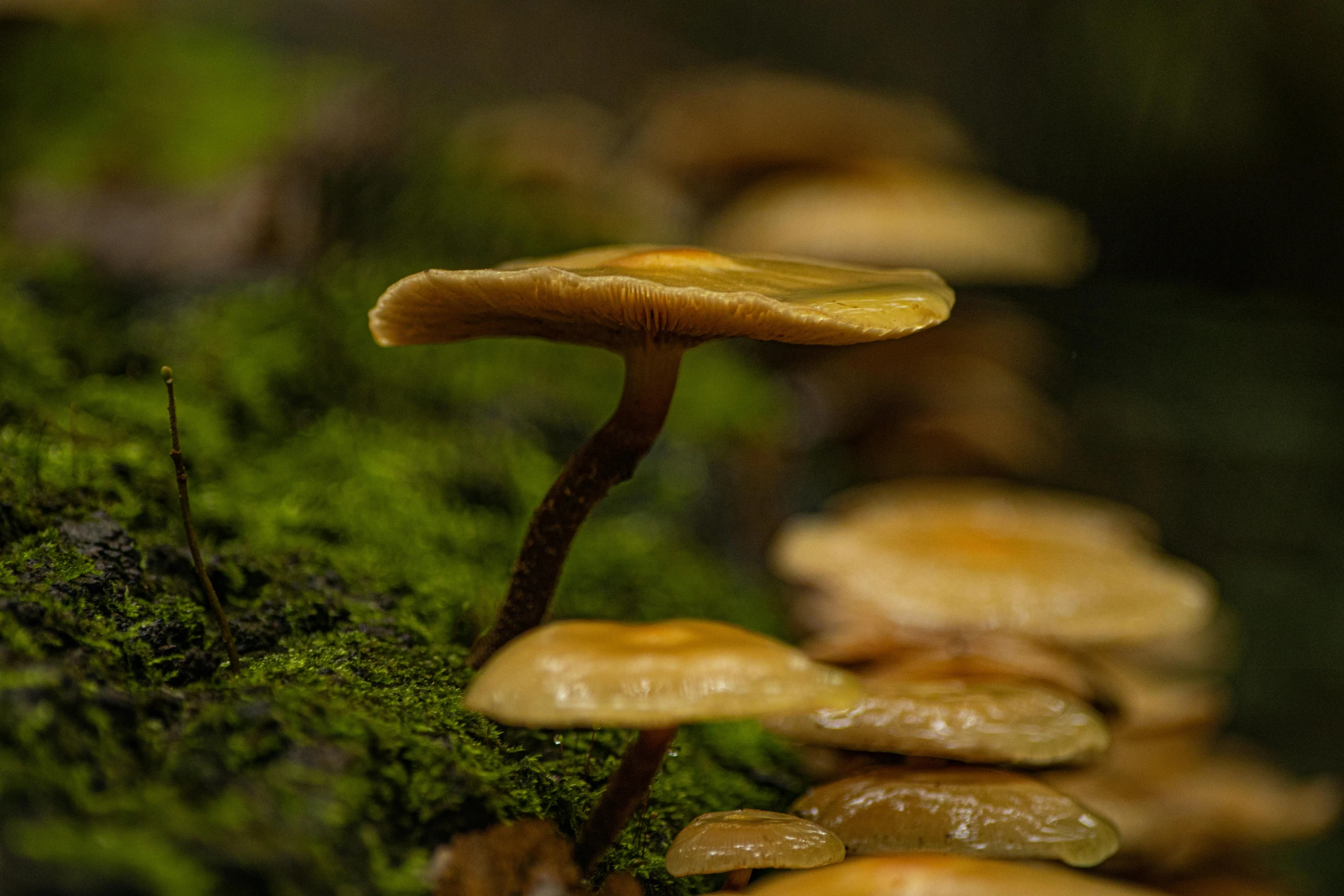 some very pretty mushrooms growing on a forest floor