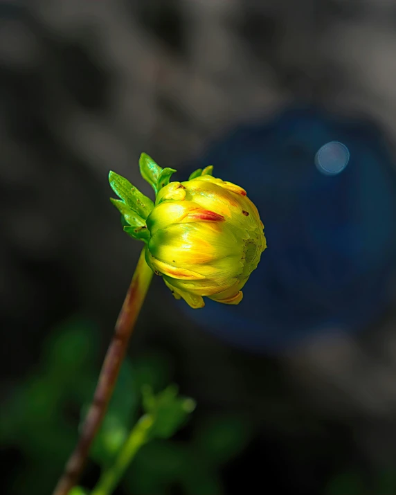 a yellow flower sits on a stem with a blurry background