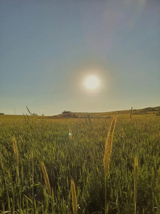 a field of corn with the sun setting in the background