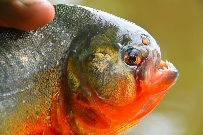 the face of a dead fish being held