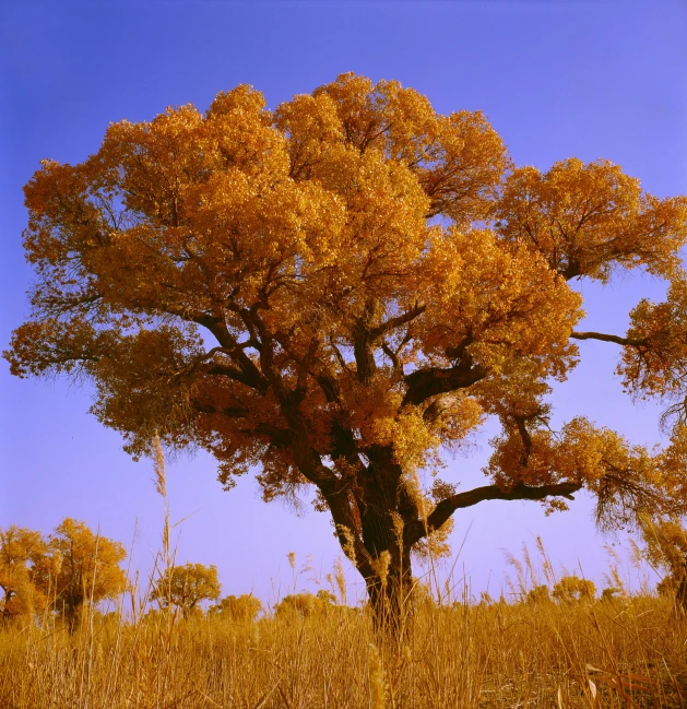 a large yellow tree in a field during the day