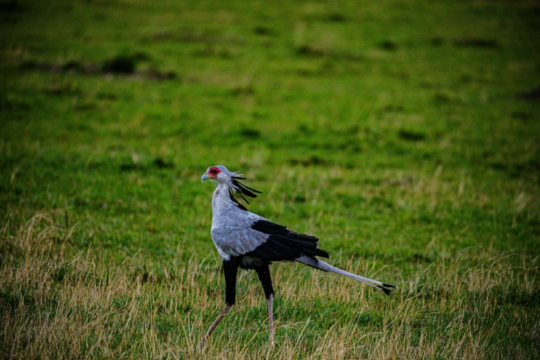 a long legged grey bird in grassy area