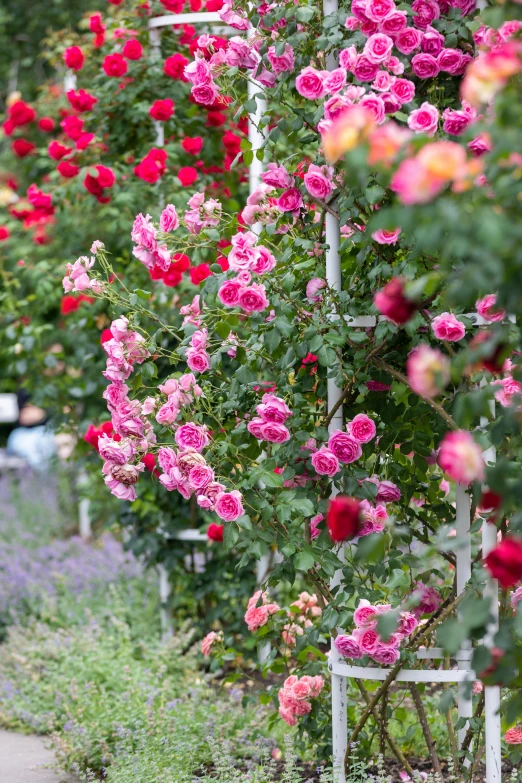 a flower filled garden lined up by tall metal poles