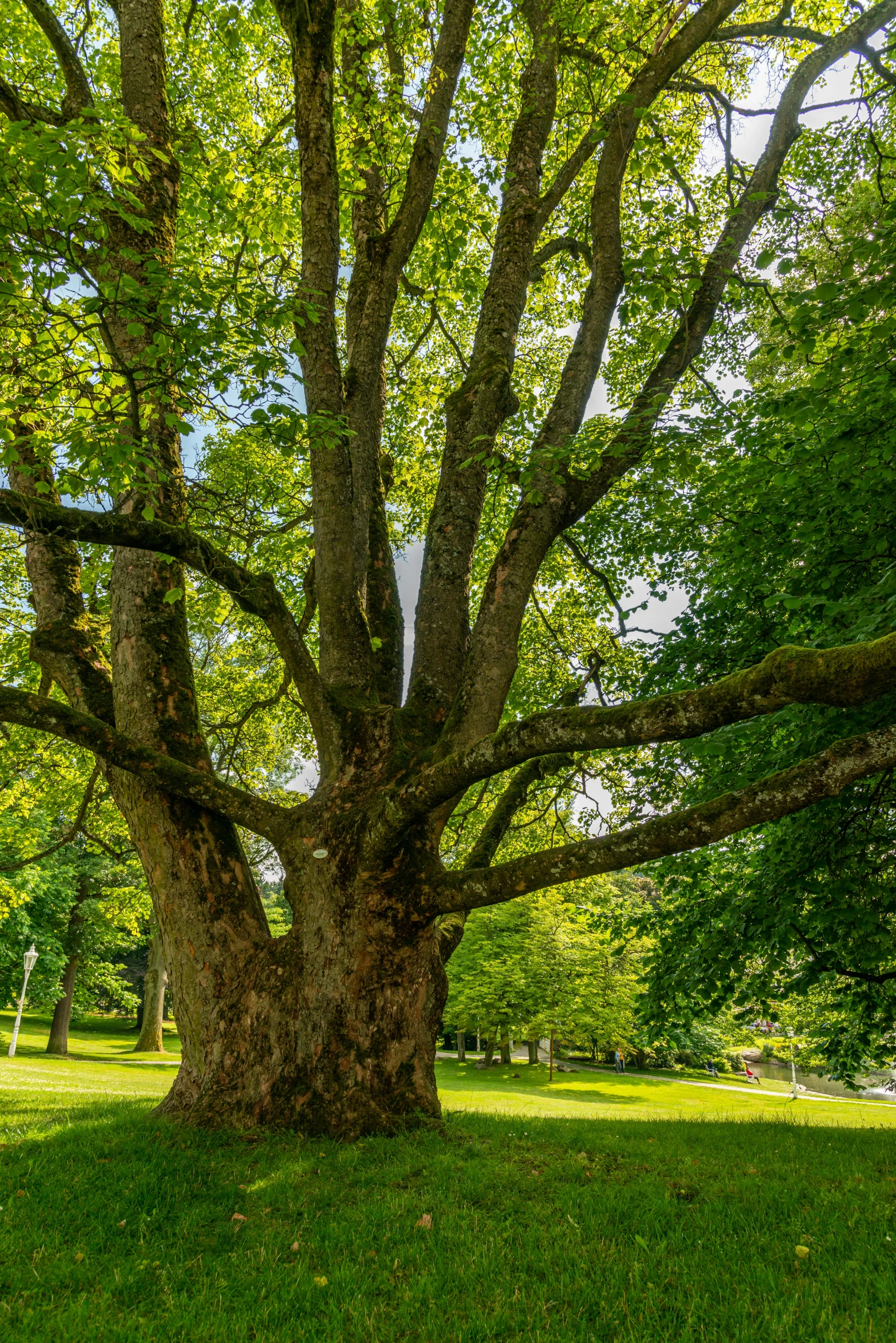 the large, leafy tree stands on green grass