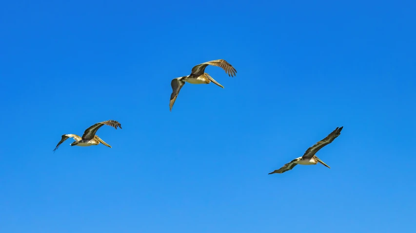 the birds are flying high in the blue sky