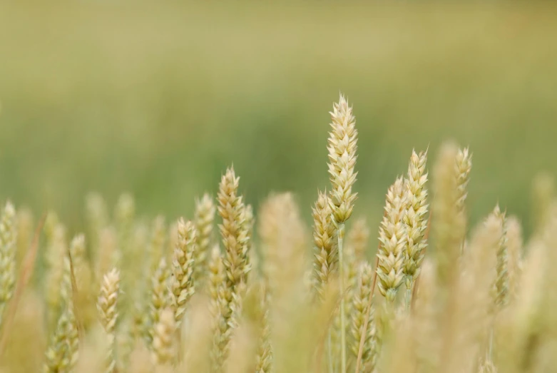 closeup of a plant in a field with an odd light blur