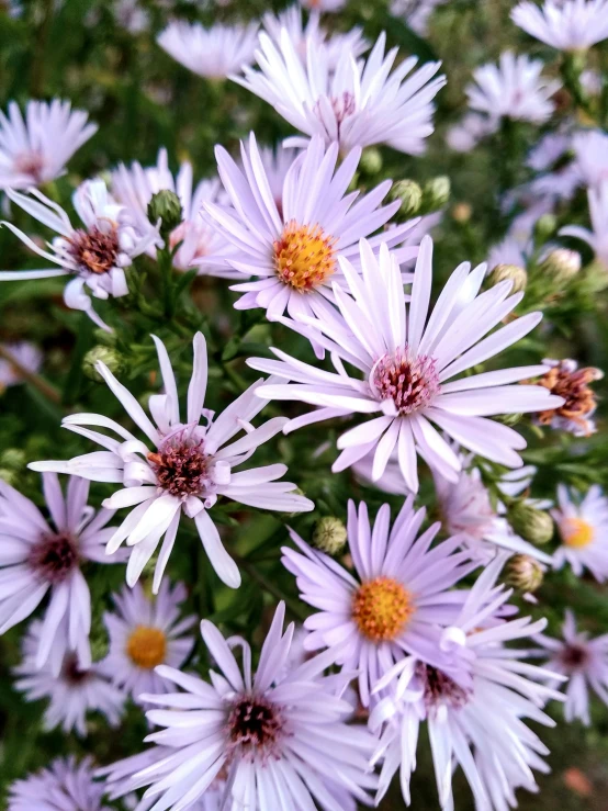 several very pretty flowers in the dirt