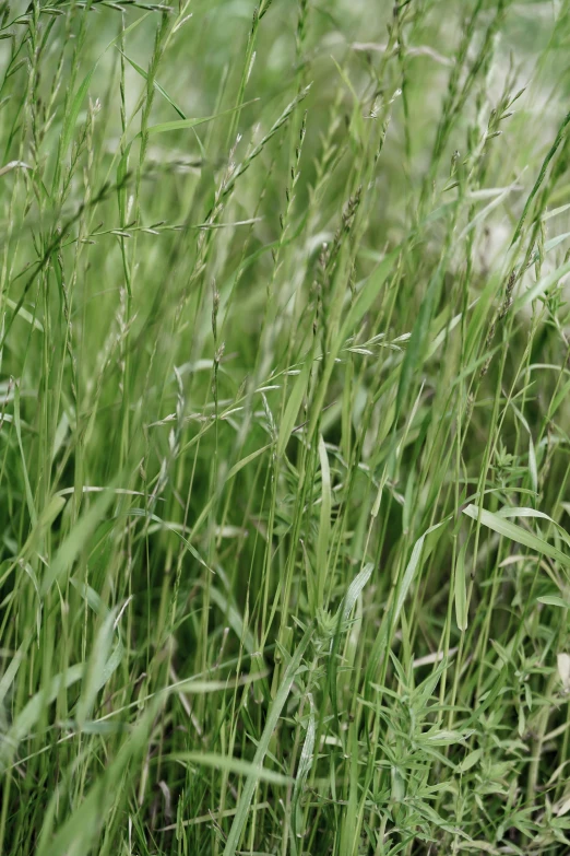 the grass that has been covered with dew