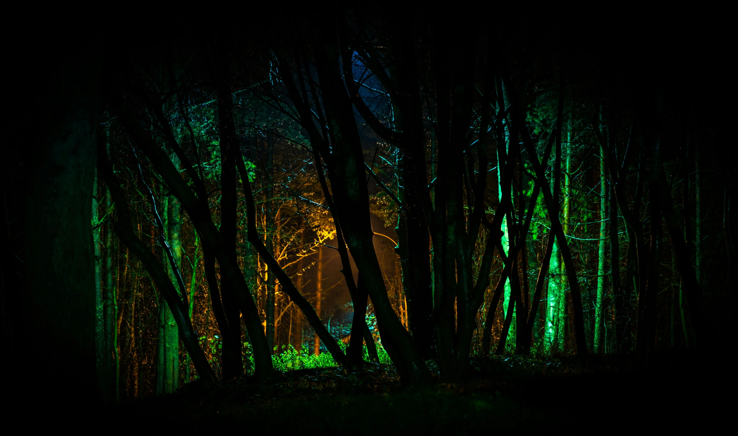 night scene with dark trees and lights at bottom and bottom