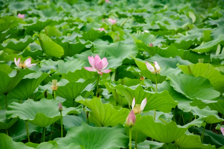 lotus leaves and flowers grow in the sun