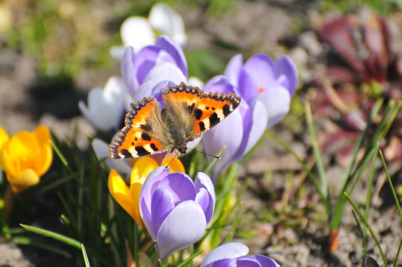 a small erfly on a flower filled with purple and yellow flowers