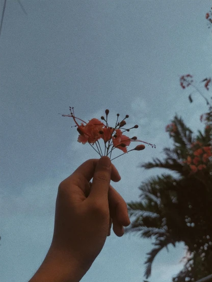 a hand is holding some flowers against the sky
