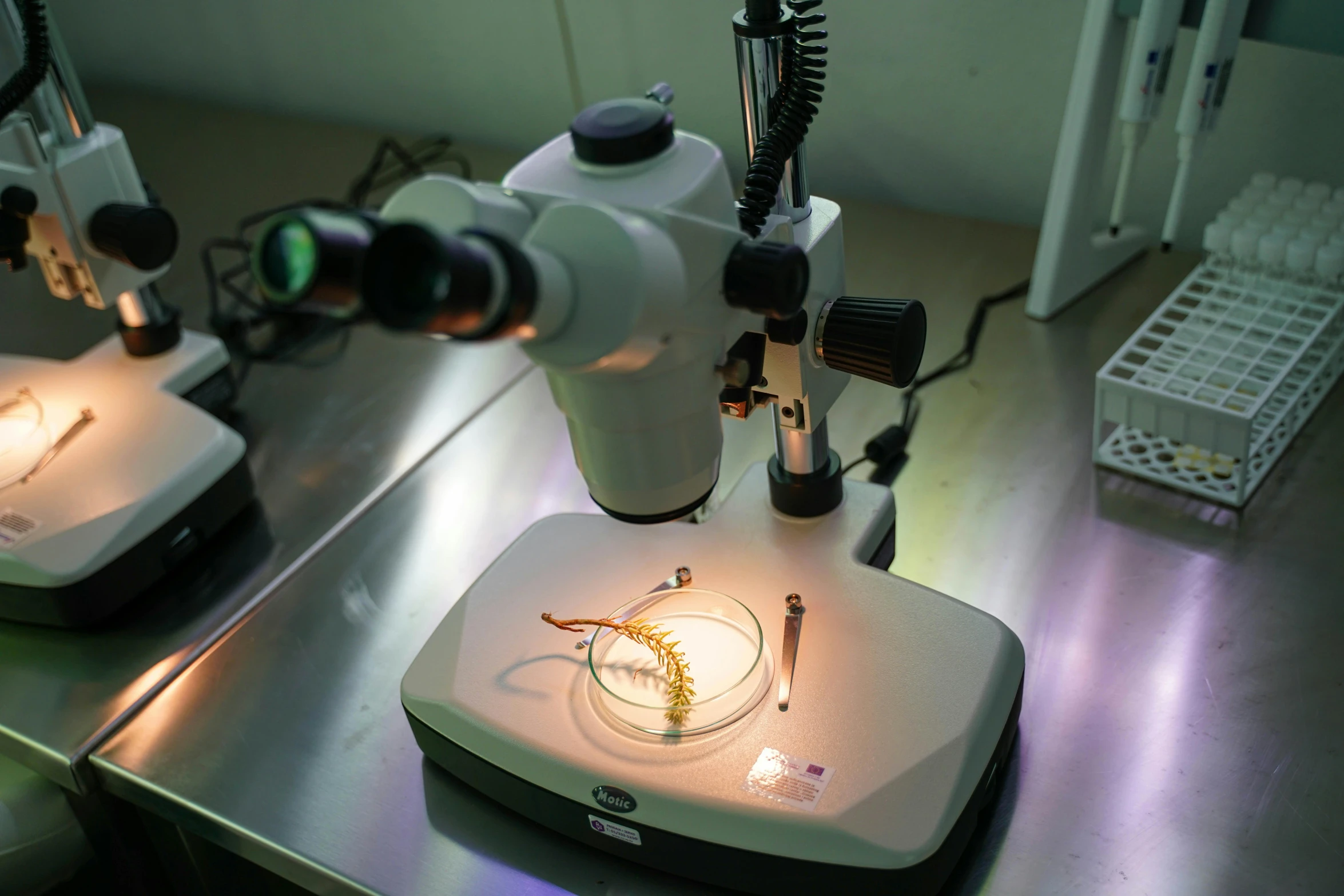 microscope and lights set up on a desk in a laboratory