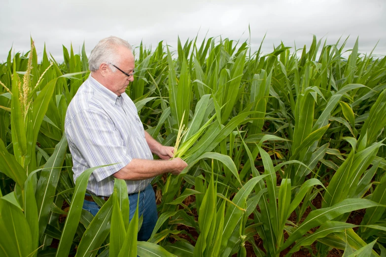 an old man in a corn field looking at the plant