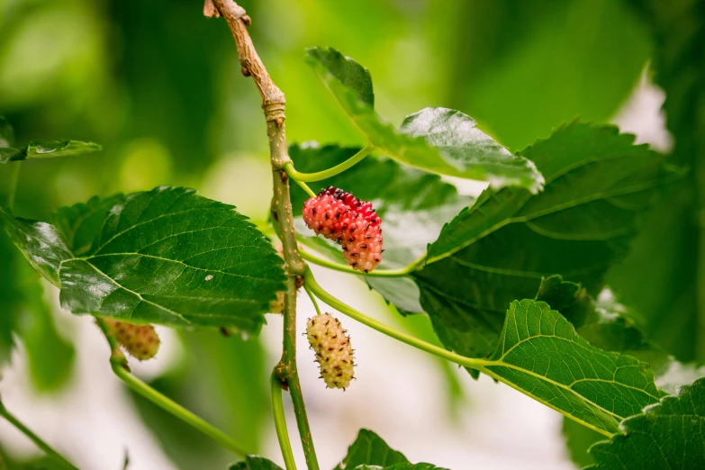 the red and green leaves of a tree