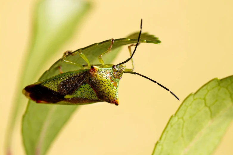 a bug sits on the tip of a leaf