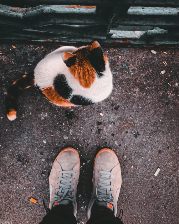 a person with their foot up next to a cat