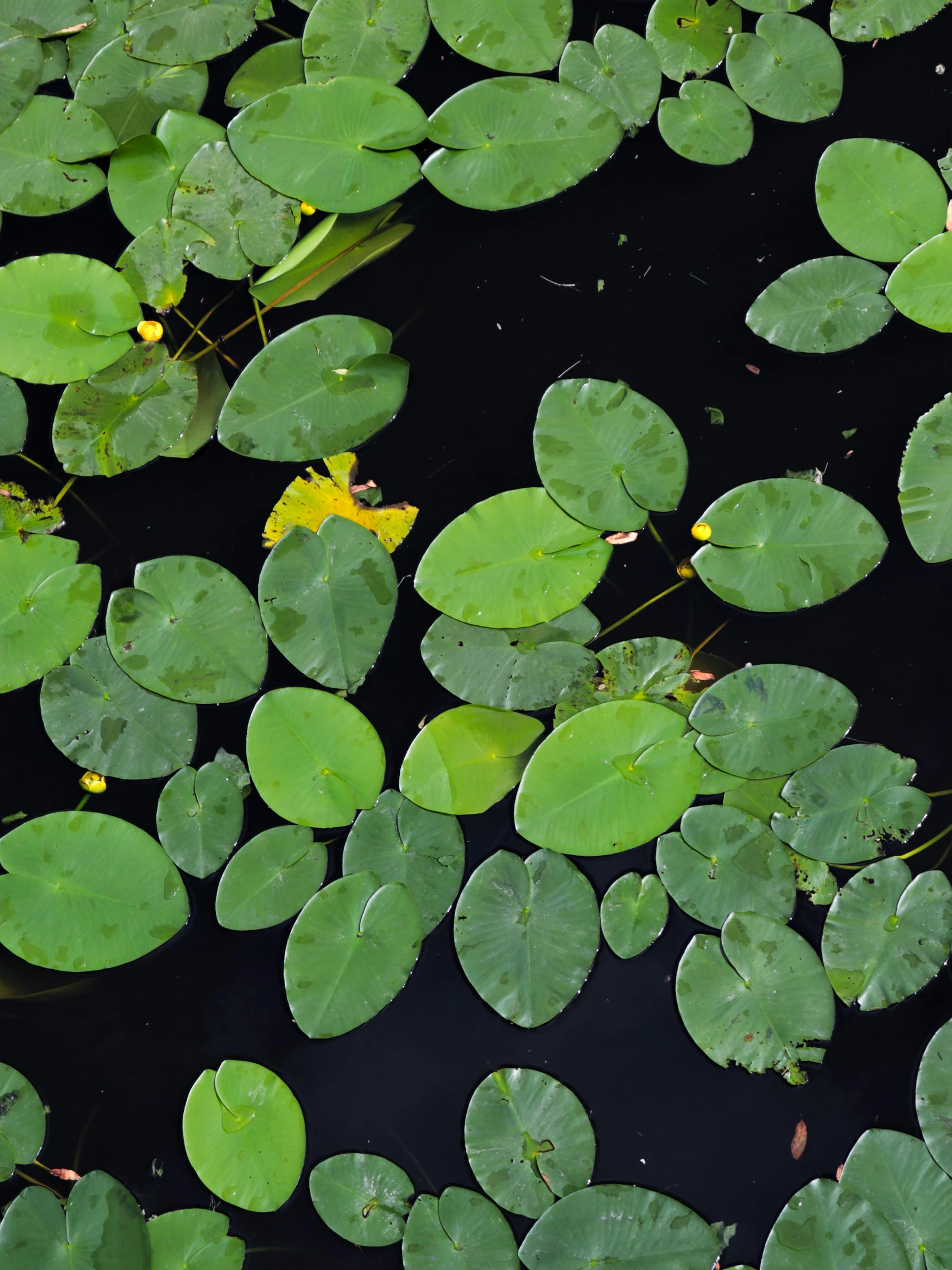 the lily pad on the pond has yellow petals