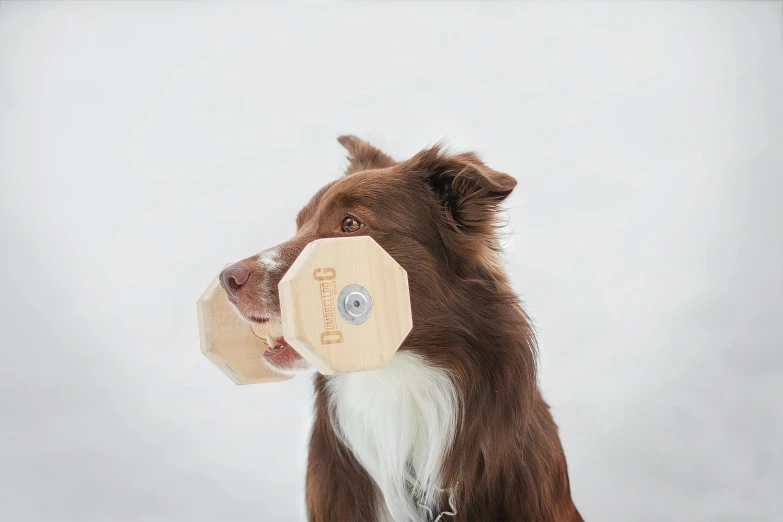 a dog with a wooden piece of soing on it's mouth