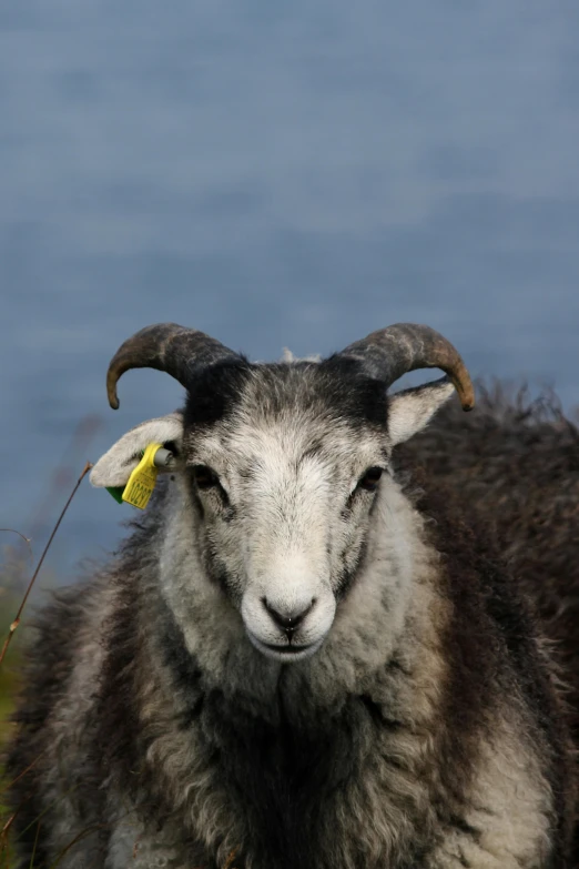 a goat with horns and a flower on its head