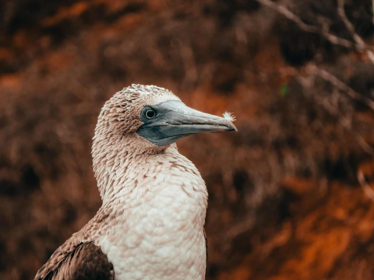 the bird is standing next to a tree