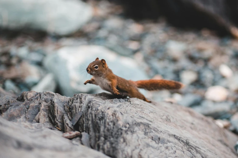 a squirrel is standing on the rock and looking at the camera