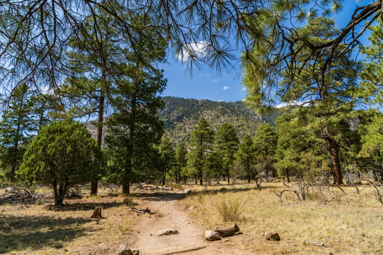 the view is from the end of the trail looking down a tree covered path