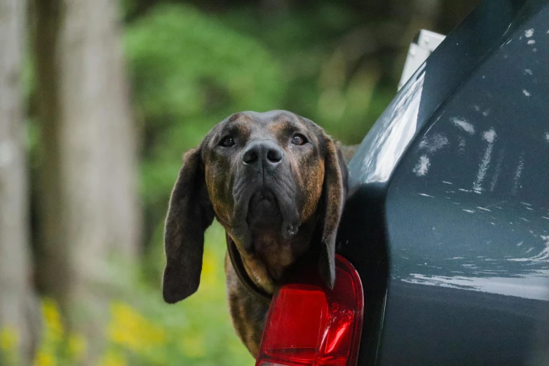 the dog's head is sticking its head out of the truck window