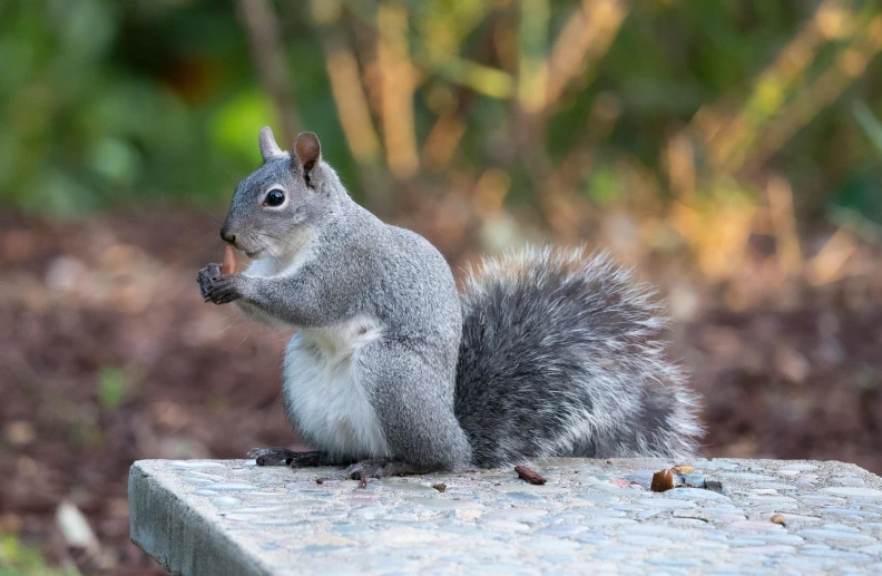 the squirrel is eating a snack on a ledge