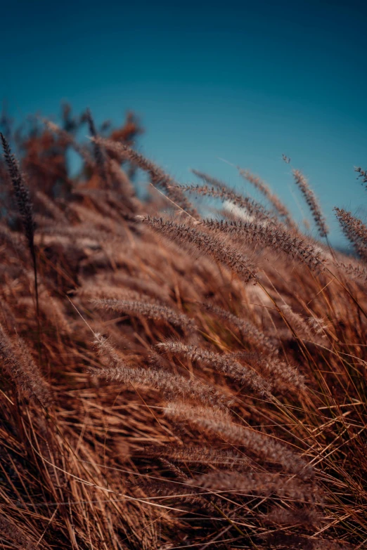 a tall bunch of brown grass in the air