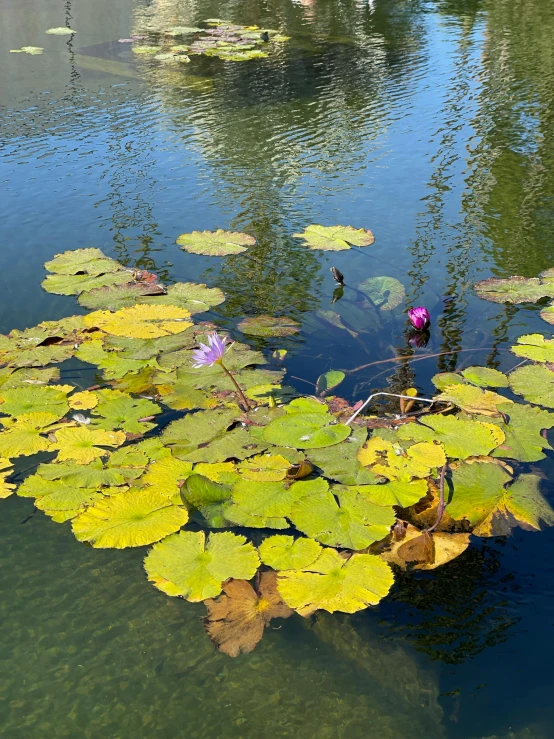 many lilys are floating in a lake of water