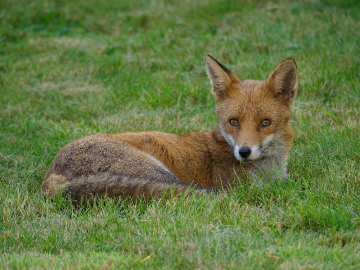 the young fox lies in the grass looking straight ahead