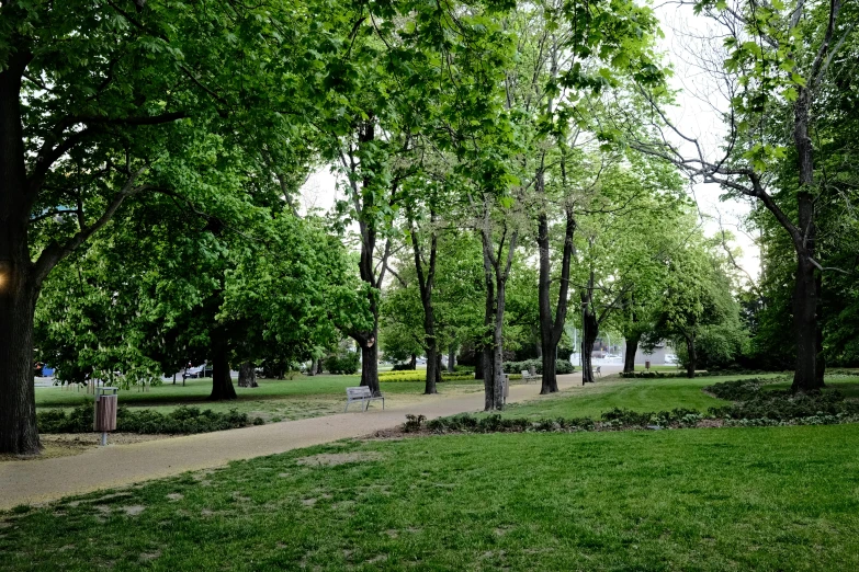 trees lining a path through a park with benches