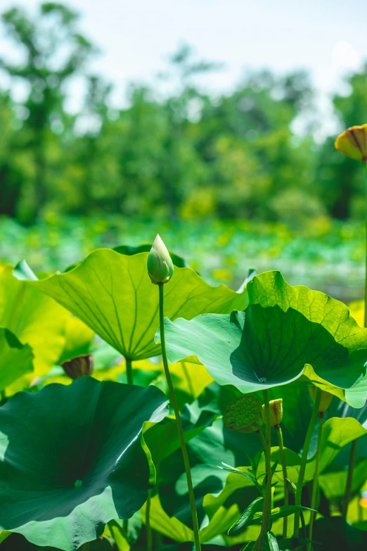 a green plant with yellow flower and leaves