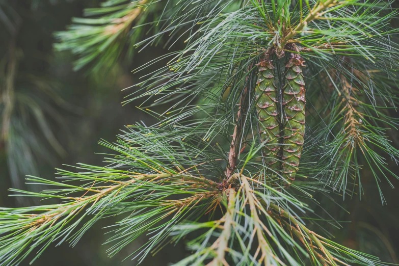 pine needles on a pine tree in the rain