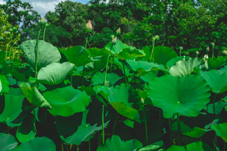 a cluster of large green leaves growing on a field