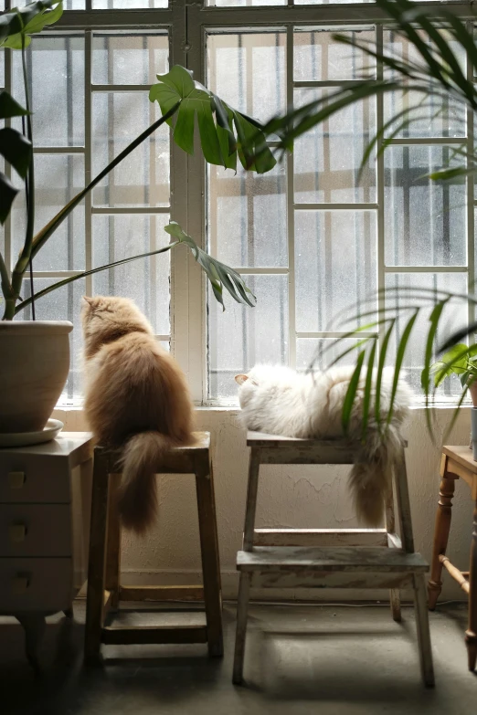 two cats that are looking out of a window