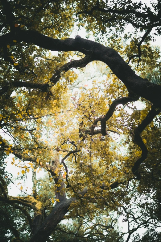 tree nches with leaves and sky in background