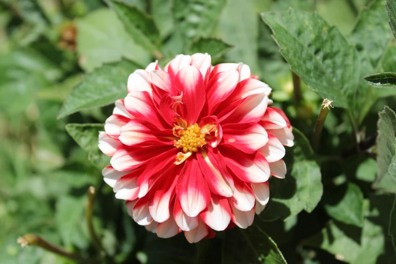 a large pink and white flower next to green leaves