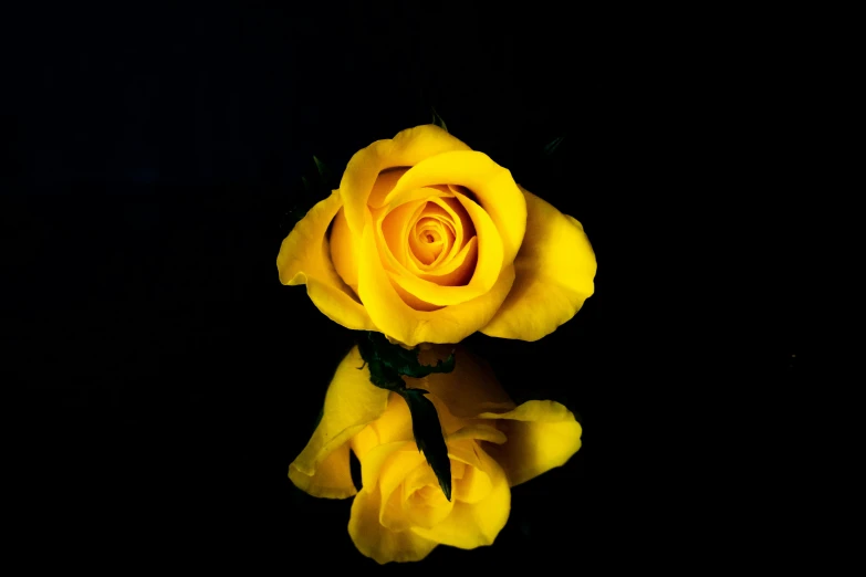 the yellow rose is reflected in the water