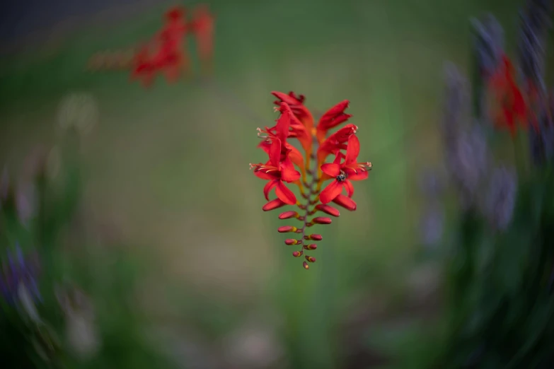 the red flowers are very small and they are all pretty