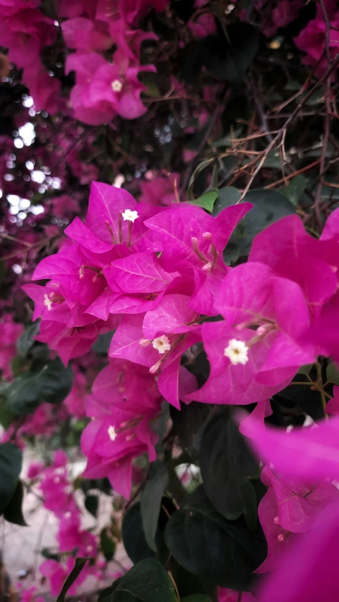 pink flowered plants in the foreground with blurred background