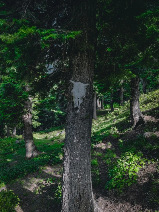 the wooden sign is stuck in the tall tree