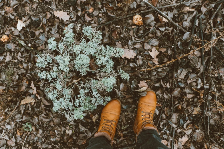 person wearing tan shoes standing in leaf covered ground