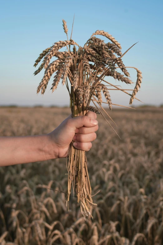 a person is holding a bunch of oats in a field