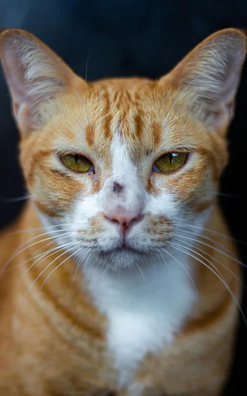 a brown and white cat looking into the camera