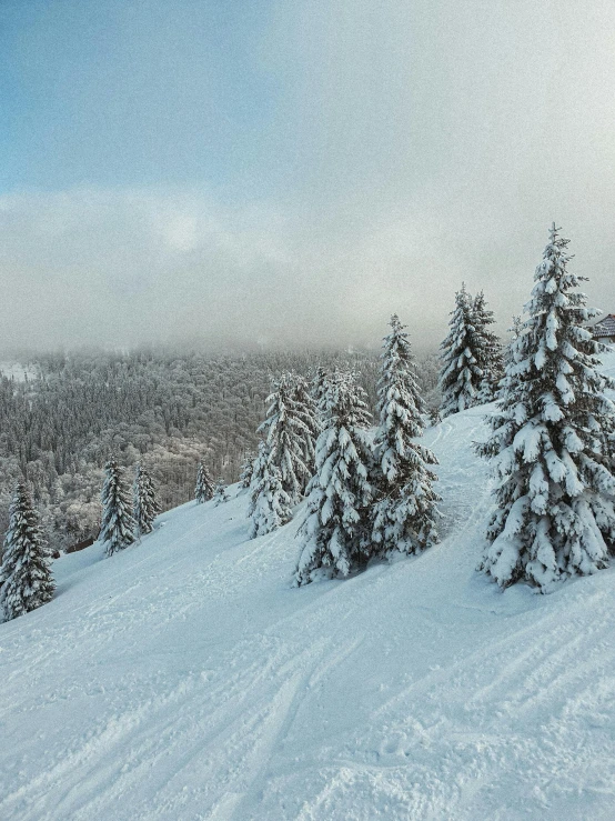 snow covered trees and ground at a ski resort