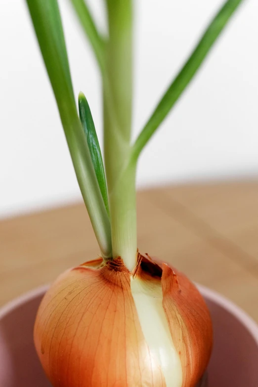 this is a onion with its stem still in the garlic bulb