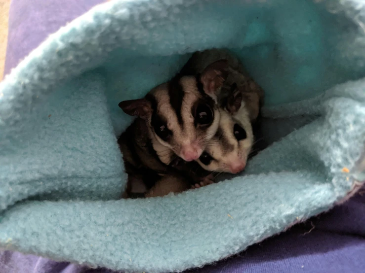 two kittens peeking out of a blue blanket